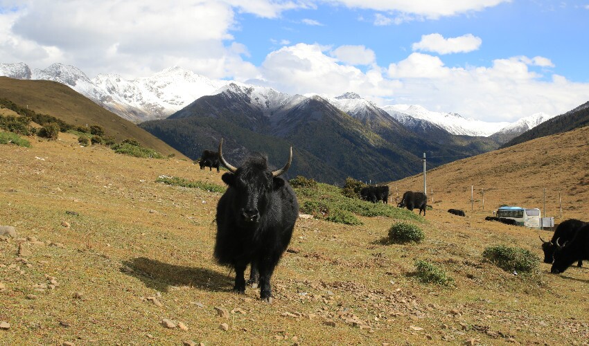 La Prairie de tagong