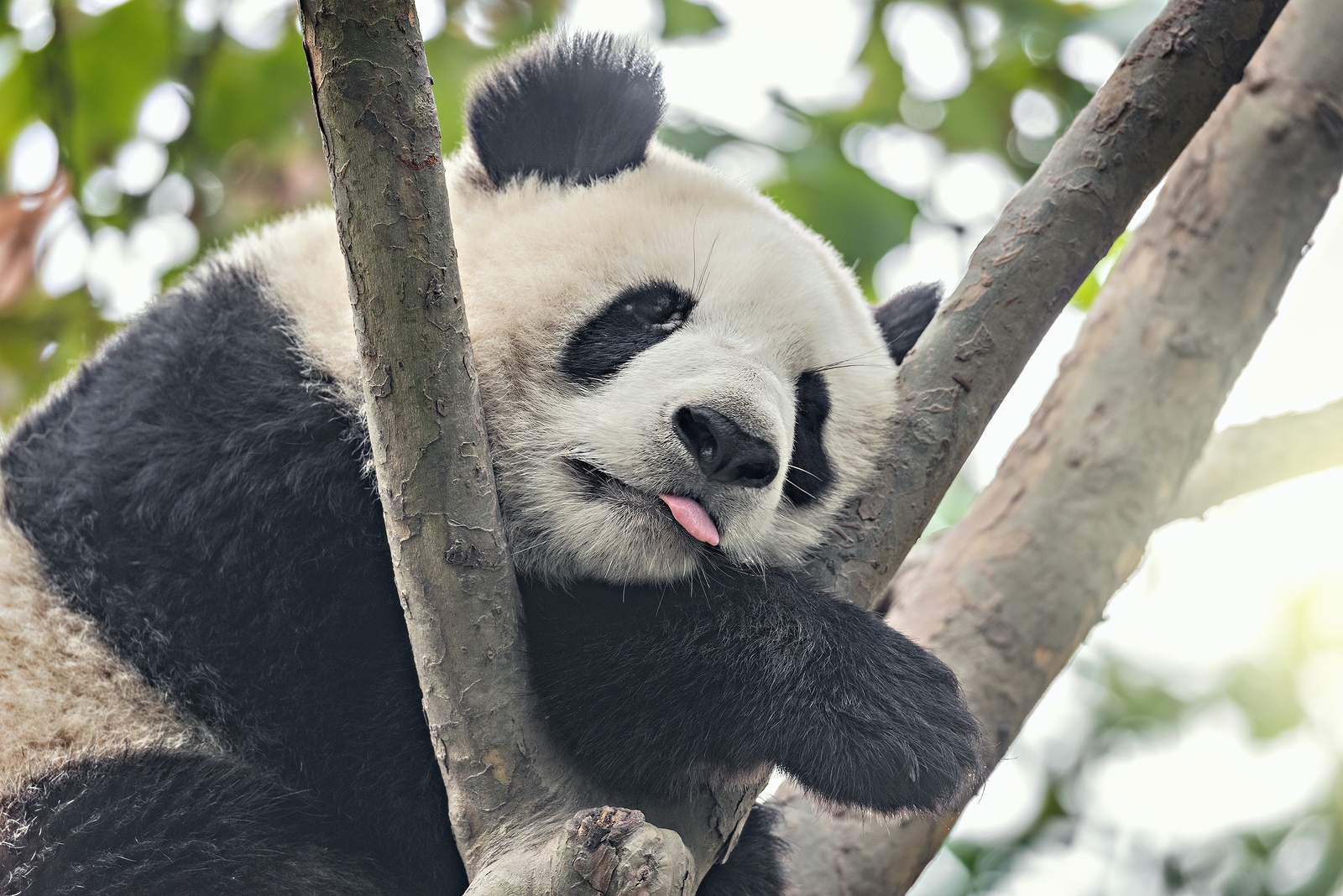Un bébé panda jouant dans un arbre