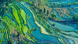 Rizières en terrasses des Hani de Yuanyang