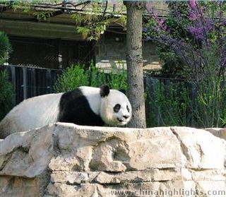 Zoo de Pékin