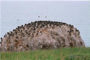Ile aux Oiseaux