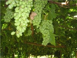 une grande diversité de fruits