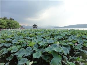 lotus au lac de l'Ouest