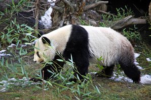 Panda les Monts Qinling
