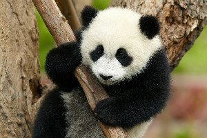 panda