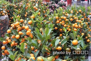 Arbres Kumquat