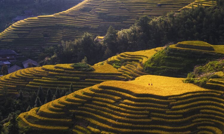Les rizières en terrasses de Longji