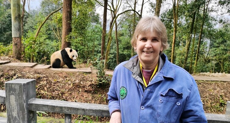 Programmes de bénévolat pour pandas géants à Dujiangyan