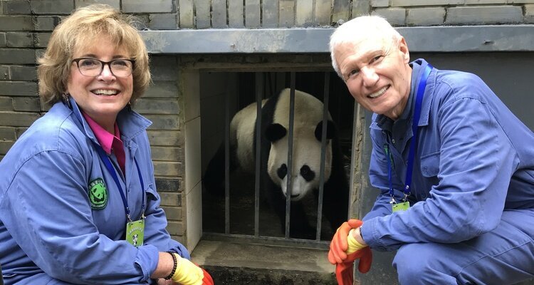 Programme de bénévolat du panda géant au centre de pandas de Dujiangyan