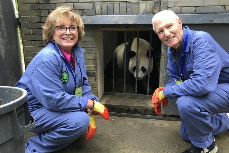 Programmes de bénévolat pour pandas géants à Dujiangyan