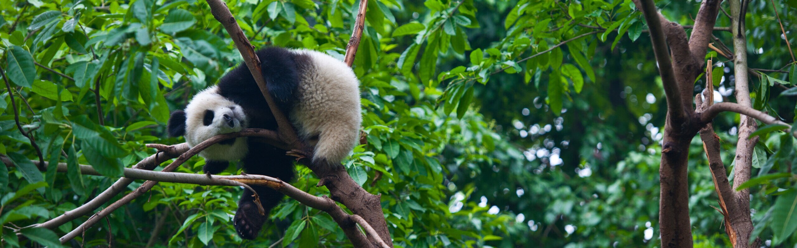 Les meilleures choses à faire et à voir à Chengdu