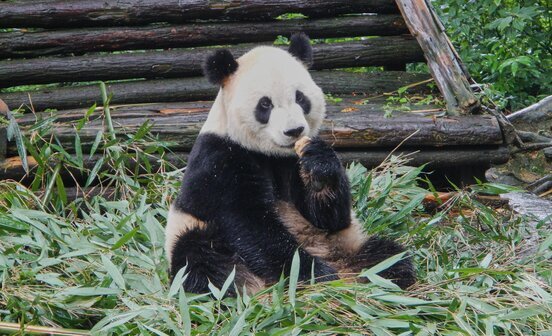 panda géant