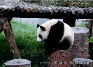 Le Meilleur de Chengdu