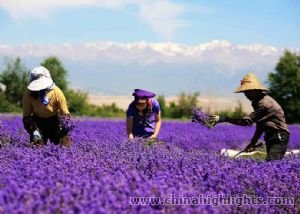 Aire de production de lavande du canton de Huocheng